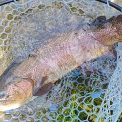 人が少ないと釣りやすい ～フィッシングパーク高島の泉～